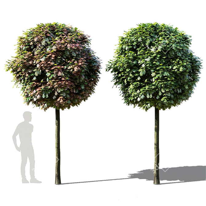 Green Dwarf Quercus Palustris Tree 3D model image 5