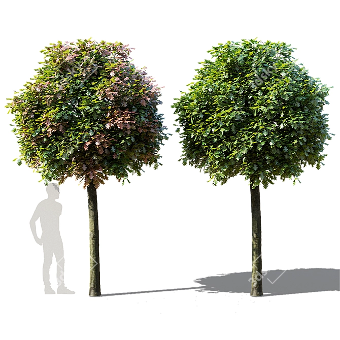Green Dwarf Quercus Palustris Tree 3D model image 6
