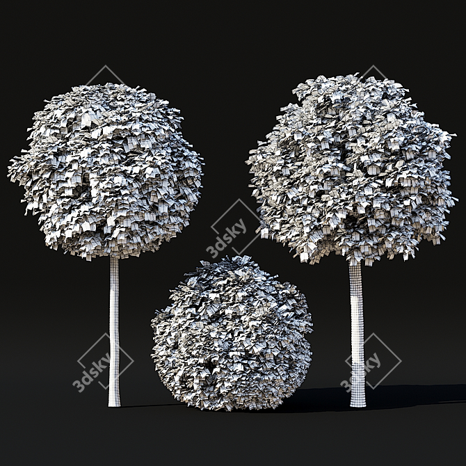 Green Dwarf Quercus Palustris Tree 3D model image 7