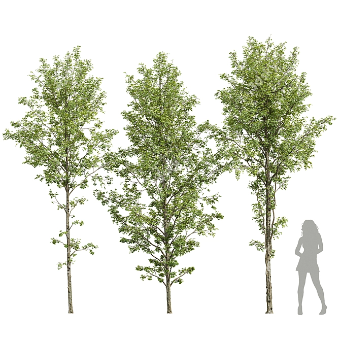 Alnus Glutinosa Trio 3D Models 3D model image 7