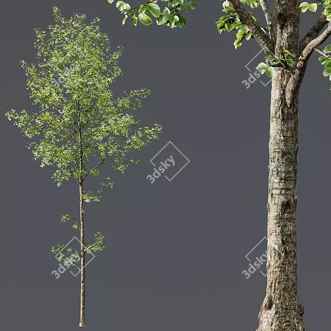 Alnus Glutinosa Trio 3D Models 3D model image 1