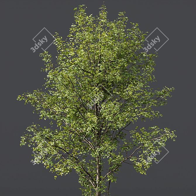 Alnus Glutinosa Trio 3D Models 3D model image 2