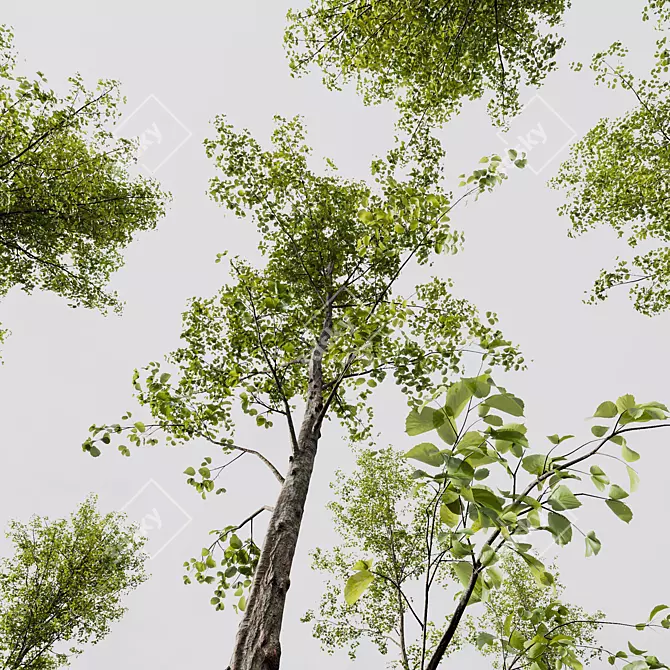 Alnus Glutinosa Trio 3D Models 3D model image 3