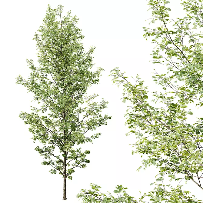 Alnus Glutinosa Trio 3D Models 3D model image 4
