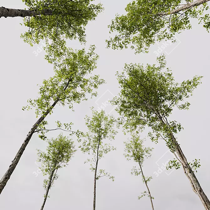 Alnus Glutinosa Trio 3D Models 3D model image 5