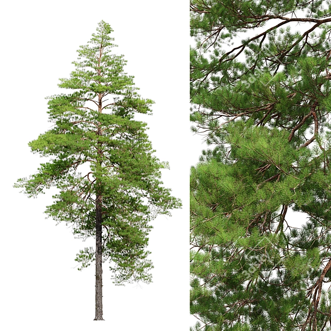 Scots Pine Tree Collection VRay 3D model image 4