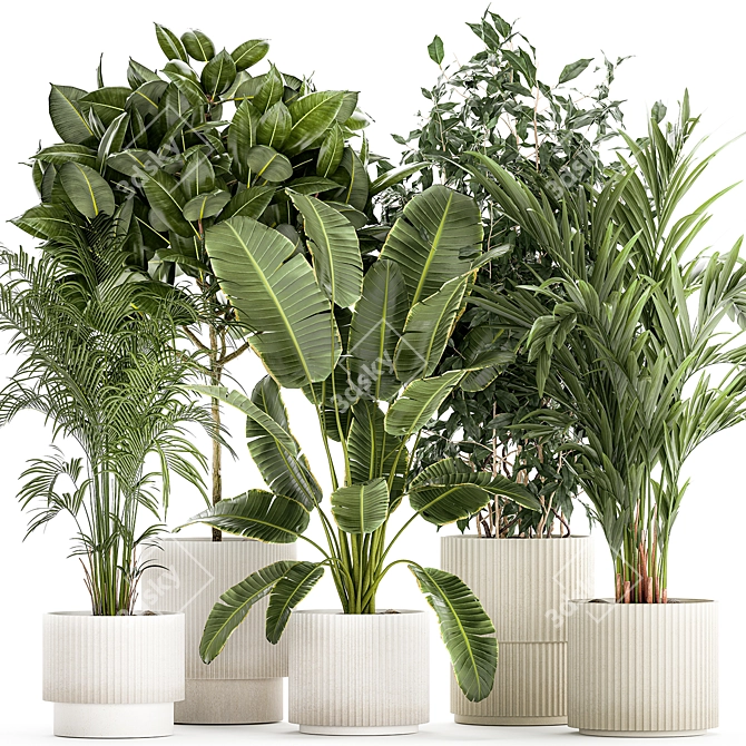 Tropical Plant Collection in White Pots 3D model image 1