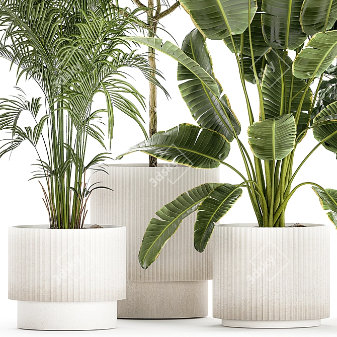 Tropical Plant Collection in White Pots 3D model image 2