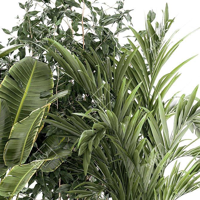 Tropical Plant Collection in White Pots 3D model image 5