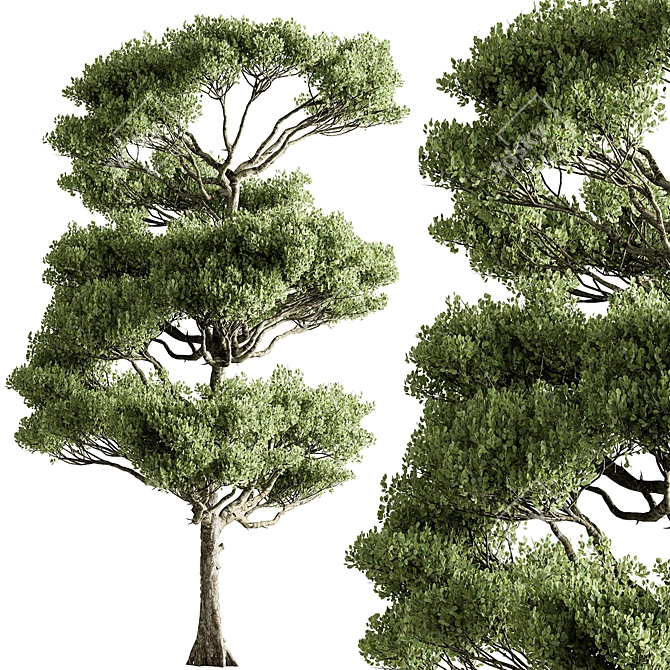 Bonsai Tree Set, Oriental Design 3D model image 1