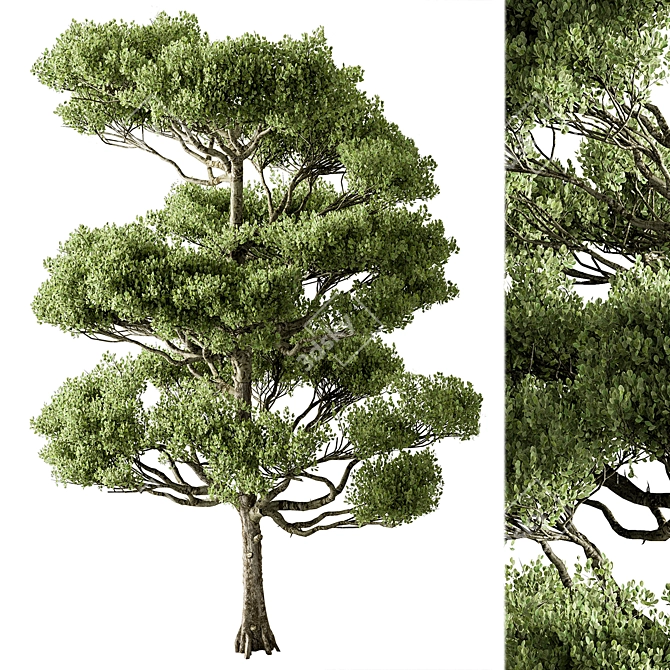 Bonsai Tree Set, Oriental Design 3D model image 2