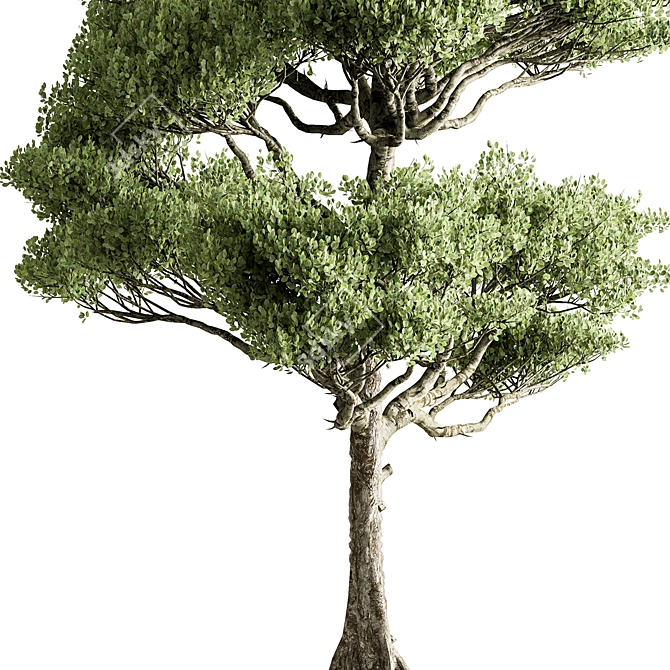 Bonsai Tree Set, Oriental Design 3D model image 4