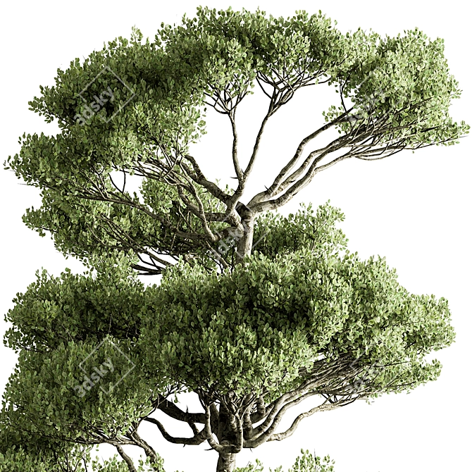Bonsai Tree Set, Oriental Design 3D model image 5