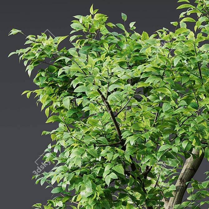 Forest Tree 3D Models Set 3D model image 2