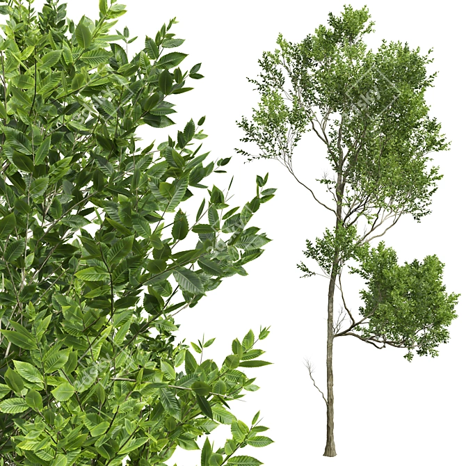 Forest Tree 3D Models Set 3D model image 3