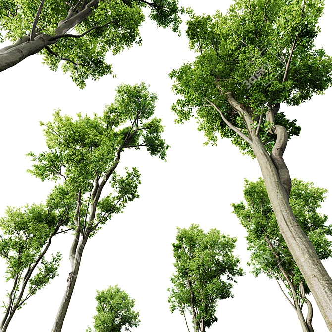 Forest Tree 3D Models Set 3D model image 4