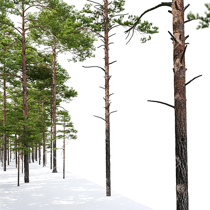 Scots Pine 3-tree Models 3D model image 4