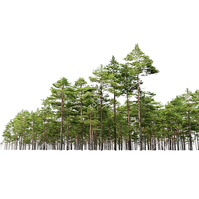 Scots Pine 3-tree Models 3D model image 5