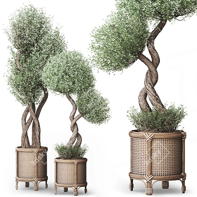 Nature-inspired Indoor Olive Tree Set 3D model image 1