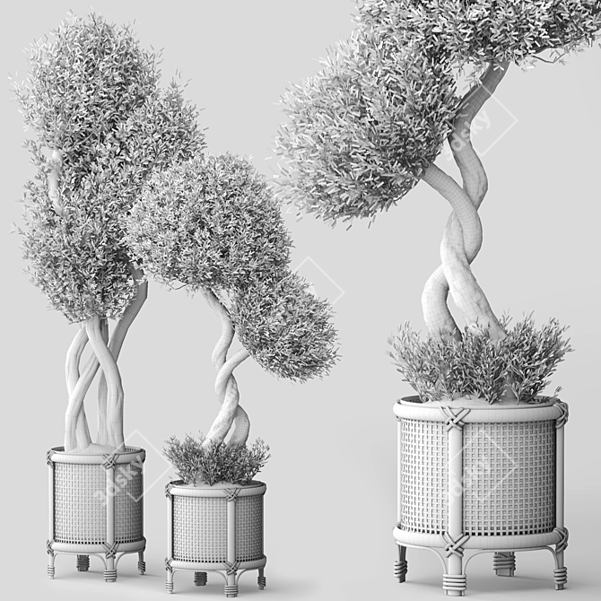 Nature-inspired Indoor Olive Tree Set 3D model image 5