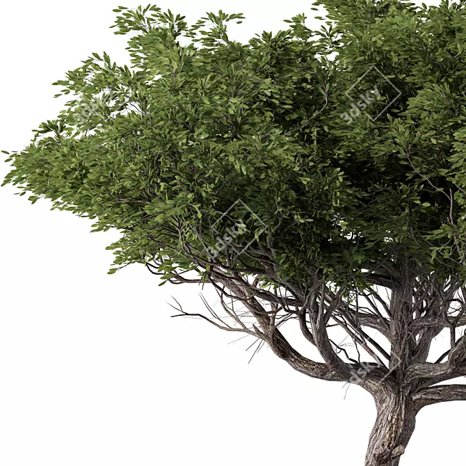 Contemporary Acacia Tree Sculpture 3D model image 2