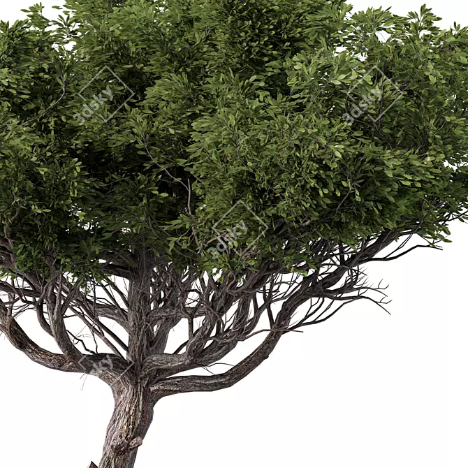 Contemporary Acacia Tree Sculpture 3D model image 3