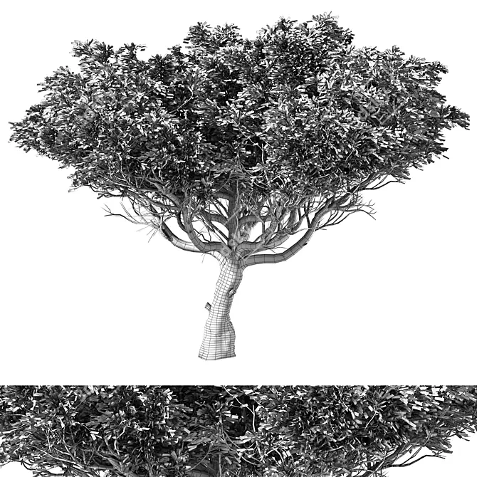 Contemporary Acacia Tree Sculpture 3D model image 4