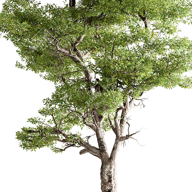 Hackberries Tree Set 257: Grow Your Garden's Charm 3D model image 2