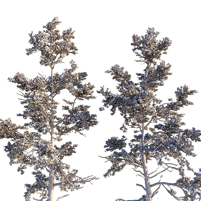 Winter Pine Trees in Snow 3D model image 7