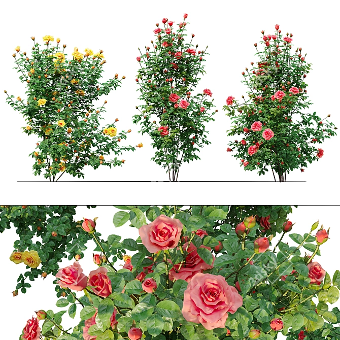 Three Rose Bushes with Varieties 3D model image 1