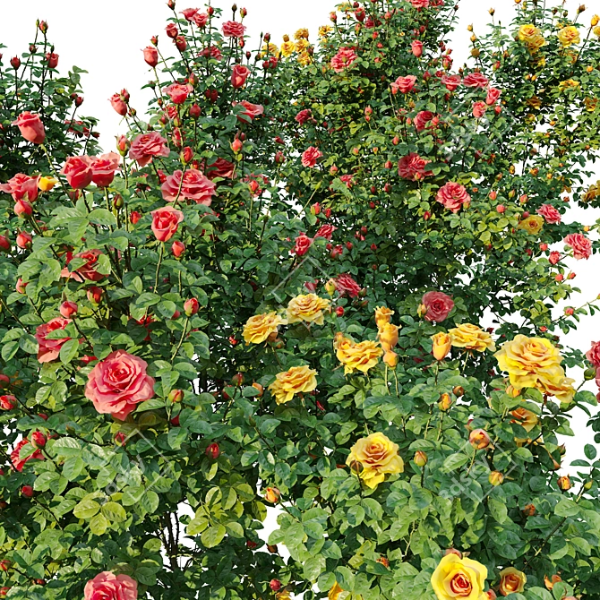 Three Rose Bushes with Varieties 3D model image 2