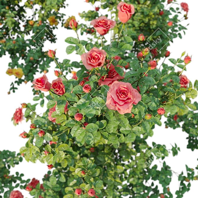 Three Rose Bushes with Varieties 3D model image 3