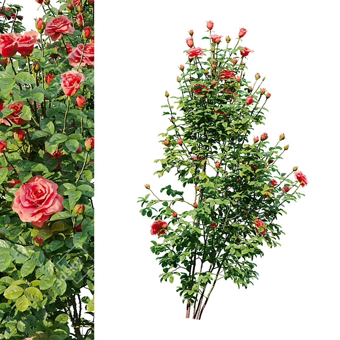 Three Rose Bushes with Varieties 3D model image 5