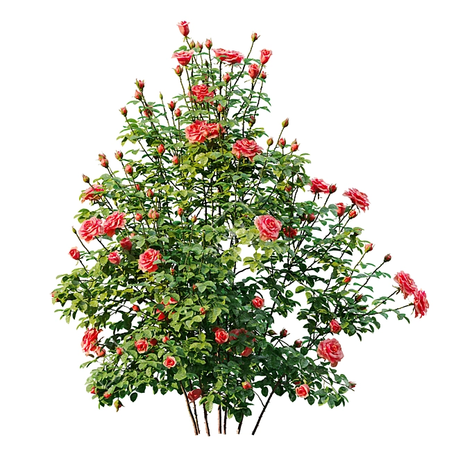 Three Rose Bushes with Varieties 3D model image 6