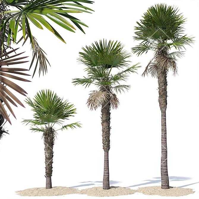 Trachycarpus fortunei Palm Tree Models 3D model image 1