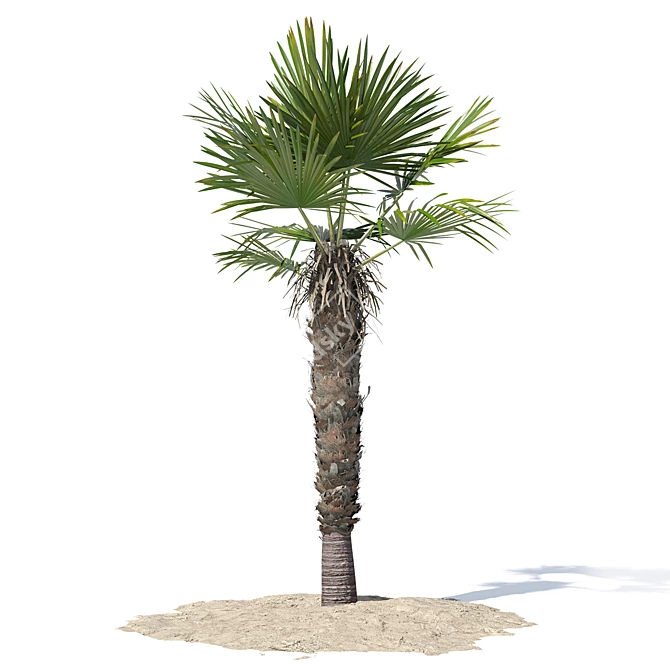 Trachycarpus fortunei Palm Tree Models 3D model image 4