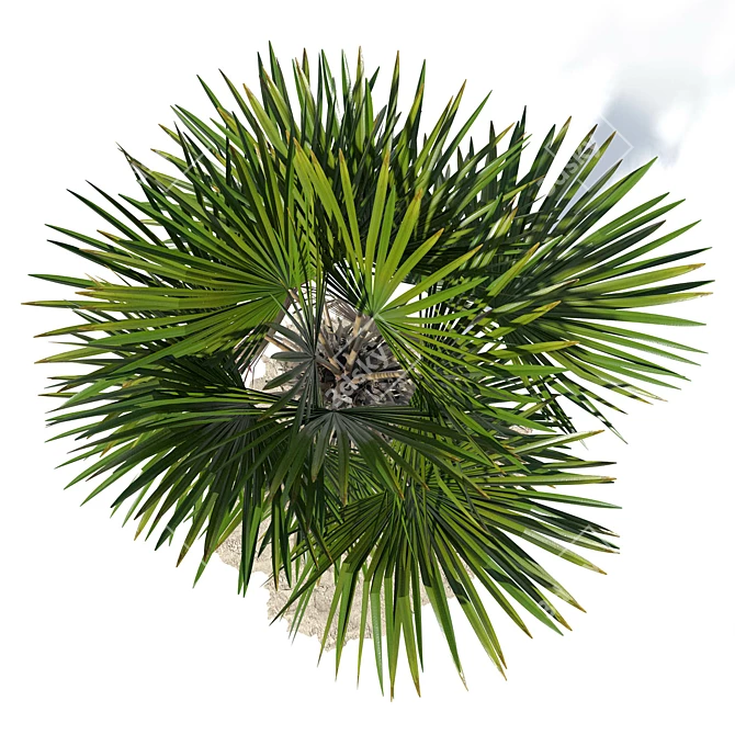 Trachycarpus fortunei Palm Tree Models 3D model image 5