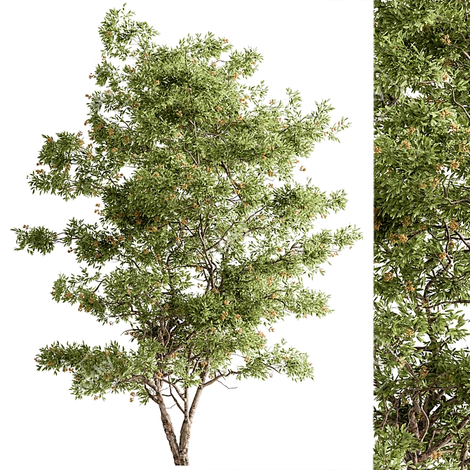 Plush Velvet Ash Tree Set 3D model image 1