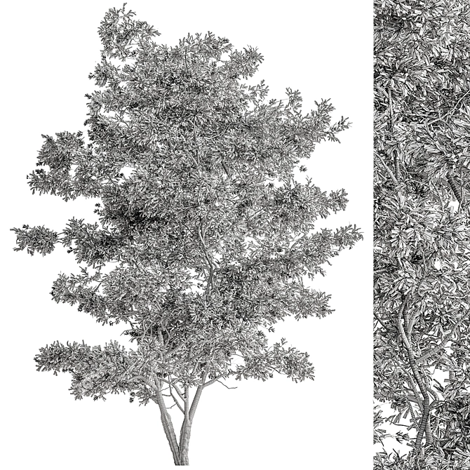 Plush Velvet Ash Tree Set 3D model image 3