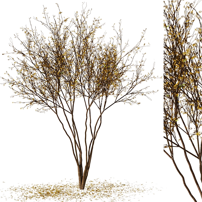 Autumn Leaf Tree Model 3D 3D model image 1