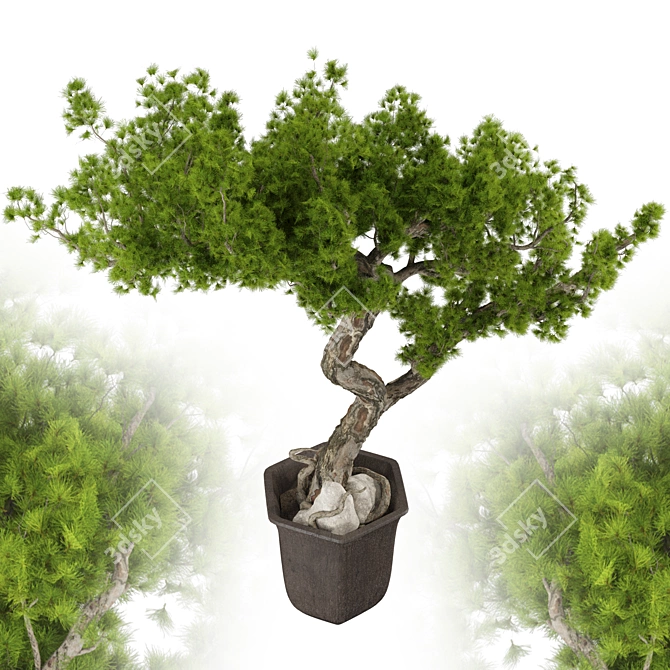Max 2015 Bonsai Set UV Unwrap 3D model image 6