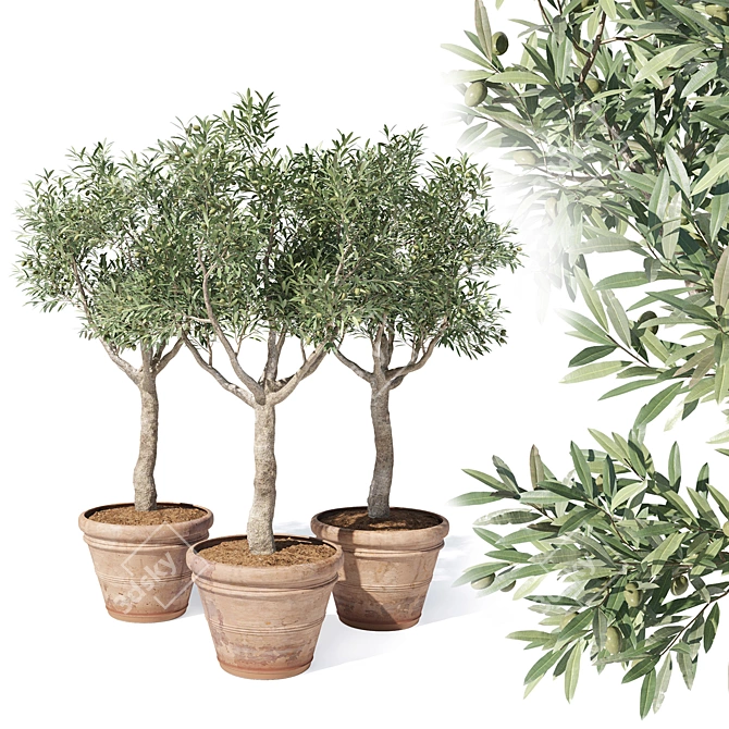 Mini Olive Tree in Pot 3D model image 1