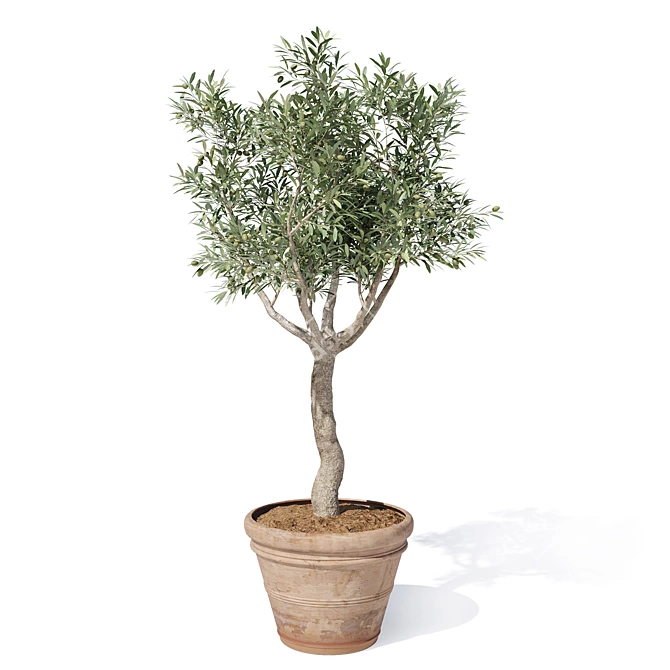 Mini Olive Tree in Pot 3D model image 3