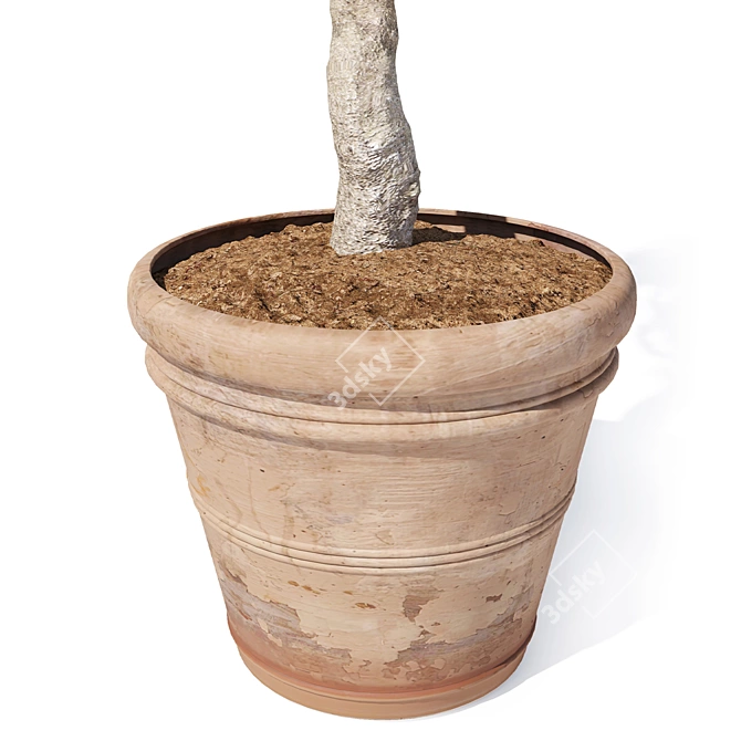 Mini Olive Tree in Pot 3D model image 5