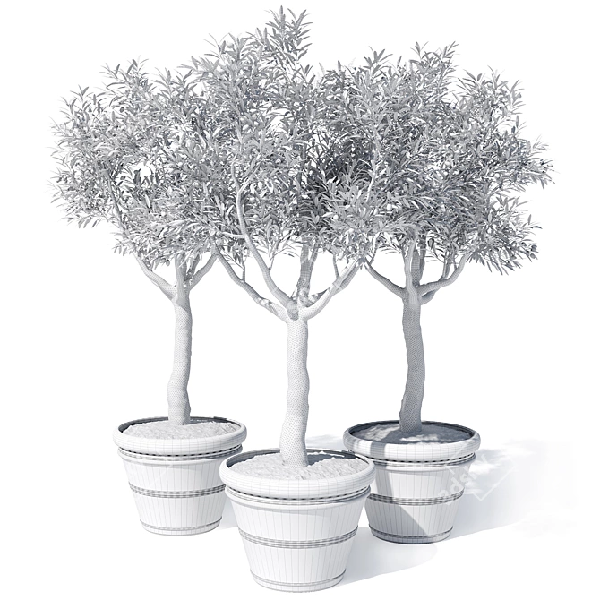 Mini Olive Tree in Pot 3D model image 6