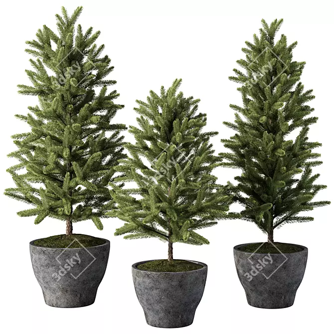 Evergreen Indoor Pine Tree No.69 3D model image 1