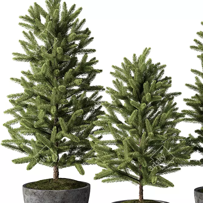 Evergreen Indoor Pine Tree No.69 3D model image 2