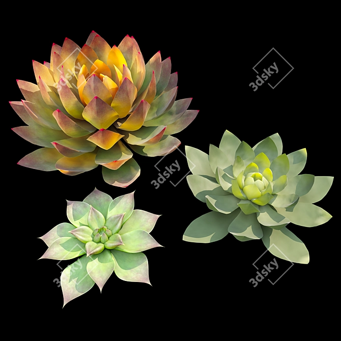 Set of Four Succulent Plants 3D model image 3