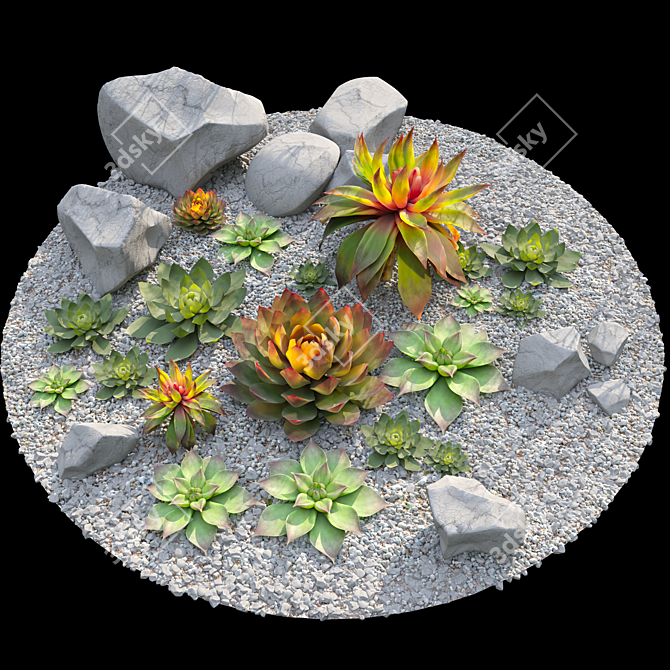 Set of Four Succulent Plants 3D model image 4