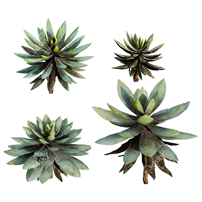  Assorted Succulent Plants Set 3D model image 4